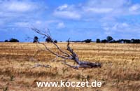 Landschaft zwischen Penneshaw und Kingscote