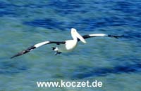Brillenpelikan im Anflug