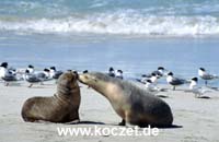 Seal Bay
