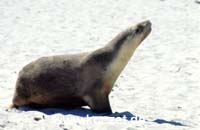 Seal Bay