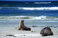 Seal Bay