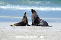 Seal Bay