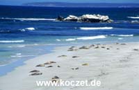 Seal Bay