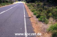 Goanna am Straßenrand