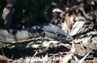 Goanna (Waran)