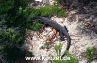 Goanna (Waran)