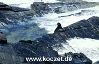 Newzealand Fur Seals am Cape Du Couedic