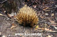 Echidna (Schnabeligel)