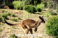 Kangaroo Island Känguruh