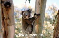 Koala