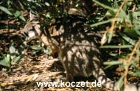 Tammarwallaby