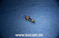 Käfer auf meinem Zelt