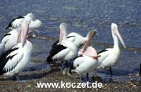 Brillenpelikane bei Kingscote