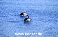 Brillenpelikane bei Kingscote