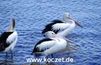 Brillenpelikane bei Kingscote