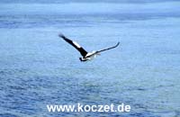 Brillenpelikan bei Kingscote