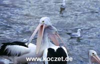 Brillenpelikane bei Kingscote