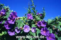Zwischen Alora und El Chorro