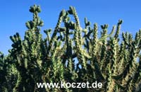 Kakteen am Straßenrand zwischen Yunquera und Con