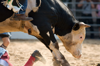 Rodeo